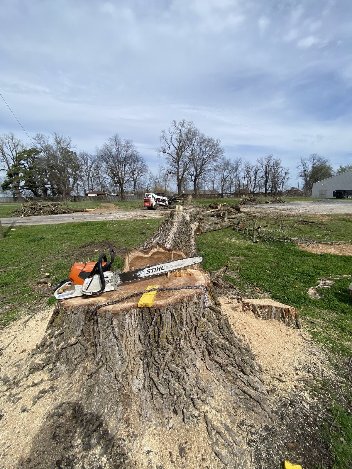 Tree removal, freshly felled hardwood in Tate County, Mississippi by Hart Exterior Services, LLC